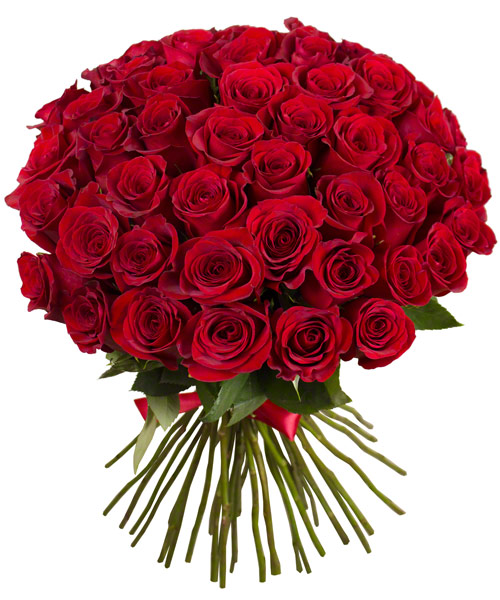Red Roses Mayada Syria